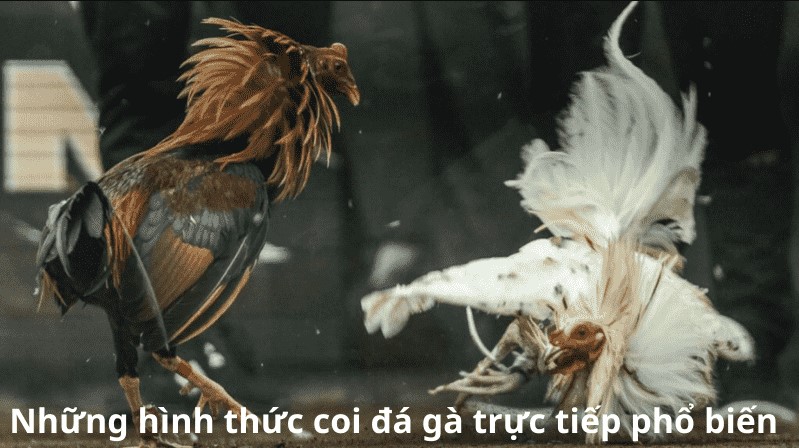 3. Lợi ích của việc anh em chơi đá gà trực tuyến